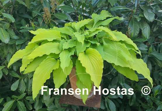 Hosta Gilt by Association